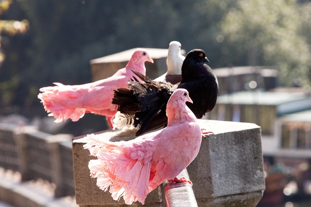 本場比賽 本場比賽